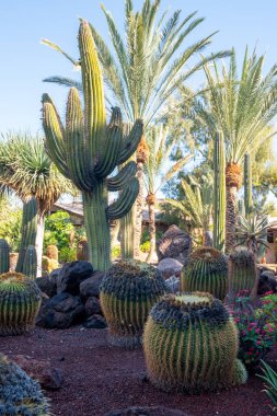Farklı tropik sulu bitkilere sahip botanik bahçesi. Güneşli bir günde yeşil kaktüsler.