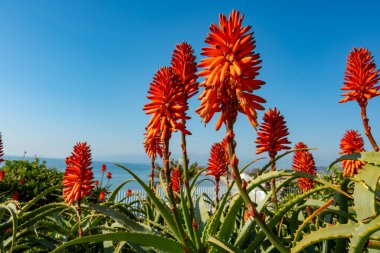 Aloe vera çiftliği, aloe vera ekimi, ilaç, kozmetik ürünleri, cilt bakımı, pembe aloe çiçeği için kullanılan sağlıklı bitki.