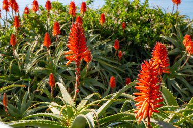Aloe vera çiftliği, aloe vera ekimi, ilaç, kozmetik ürünleri, cilt bakımı, pembe aloe çiçeği için kullanılan sağlıklı bitki.