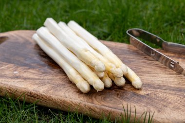 Bahar mevsimi, yeni Hollanda hasadı, Alman beyaz kuşkonmazı, bir sürü çiğ yıkanmış beyaz kuşkonmaz ve arka planda yeşil çimen.