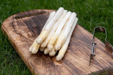 Bahar mevsimi, yeni Hollanda hasadı, Alman beyaz kuşkonmazı, bir sürü çiğ yıkanmış beyaz kuşkonmaz ve arka planda yeşil çimen.