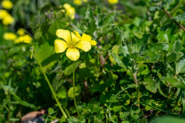 Ağaçlarla dolu kır manzarası, bahar mevsimi vahşi sarı çiçeklerle dolu.