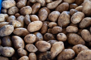 Küçük tatlı patates papalar markette, ana yemek kanarya adalarında, İspanya 'da, tuzla pişirilip mojo sosuyla servis ediliyor.