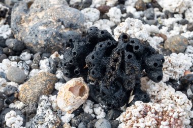 Beyaz patlamış mısır şekilli mercanlar ve deniz kabukları Corralejo, Fuerteventura, Kanarya adaları, İspanya 'da beyaz mercan plajlarında, kışın gidilecek yer