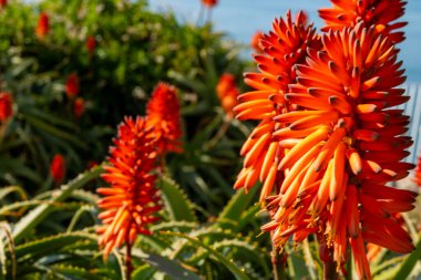 Aloe vera çiftliği, aloe vera ekimi, ilaç, kozmetik ürünleri, cilt bakımı, pembe aloe çiçeği için kullanılan sağlıklı bitki.