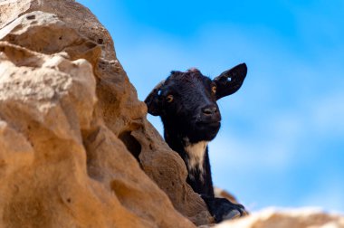 Kayalık volkanik yamaçlardaki kara keçiler Fuerteventura, Kanarya adaları, İspanya kışın