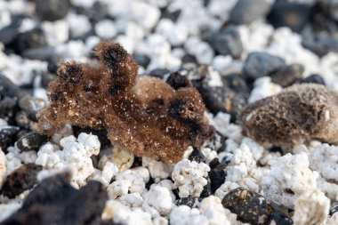 Beyaz patlamış mısır şekilli mercanlar ve deniz kabukları Corralejo, Fuerteventura, Kanarya adaları, İspanya 'da beyaz mercan plajlarında, kışın gidilecek yer