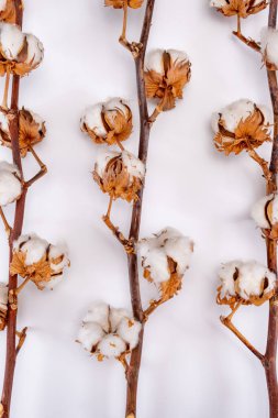 Ev dekorasyonu, pamuk bitkileriyle kurumuş dal, beyaz arka planda doğal lif mutfağı ve yatak tekstili kaynağı.