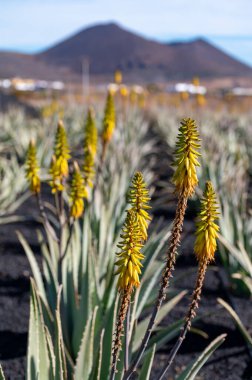 Aloe vera çiftliği, ilaç, kozmetik, cilt bakımı, dekorasyon, Fuerteventura, Kanarya Adaları, İspanya