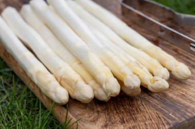 Bahar mevsimi, yeni Hollanda hasadı, Alman beyaz kuşkonmazı, bir sürü çiğ yıkanmış beyaz kuşkonmaz ve arka planda yeşil çimen.