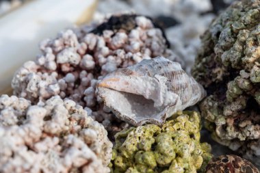 Beyaz patlamış mısır şekilli mercanlar ve deniz kabukları Corralejo, Fuerteventura, Kanarya adaları, İspanya 'da beyaz mercan plajlarında, kışın gidilecek yer