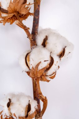 Ev dekorasyonu, pamuk bitkileriyle kurumuş dal, beyaz arka planda doğal lif mutfağı ve yatak tekstili kaynağı.