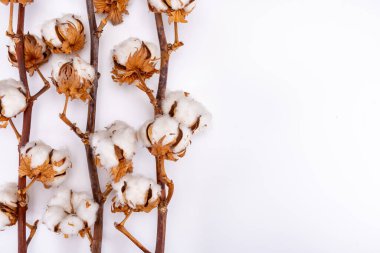 Ev dekorasyonu, pamuk bitkileriyle kurumuş dal, beyaz arka planda doğal lif mutfağı ve yatak tekstili kaynağı.