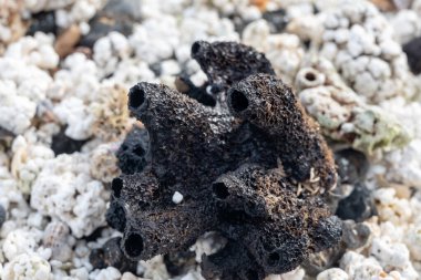 Beyaz patlamış mısır şekilli mercanlar ve deniz kabukları Corralejo, Fuerteventura, Kanarya adaları, İspanya 'da beyaz mercan plajlarında, kışın gidilecek yer