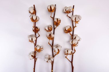 Ev dekorasyonu, pamuk bitkileriyle kurumuş dal, beyaz arka planda doğal lif mutfağı ve yatak tekstili kaynağı.