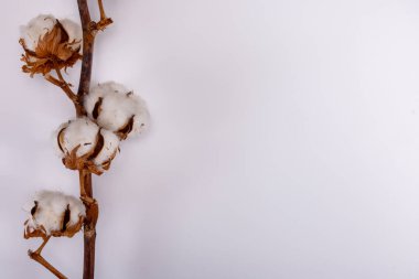 Ev dekorasyonu, pamuk bitkileriyle kurumuş dal, beyaz arka planda doğal lif mutfağı ve yatak tekstili kaynağı.