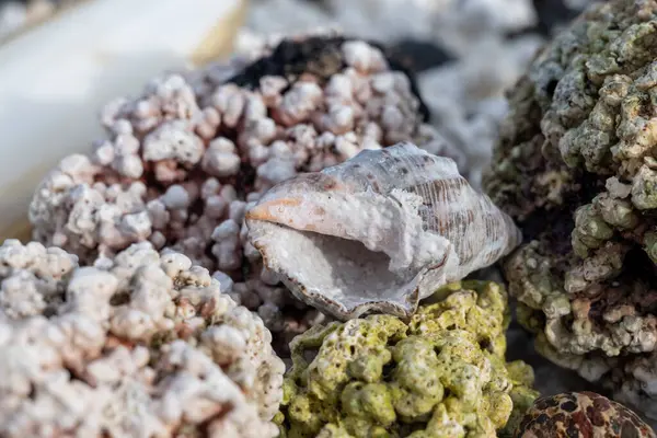 Beyaz patlamış mısır şekilli mercanlar ve deniz kabukları Corralejo, Fuerteventura, Kanarya adaları, İspanya 'da beyaz mercan plajlarında, kışın gidilecek yer