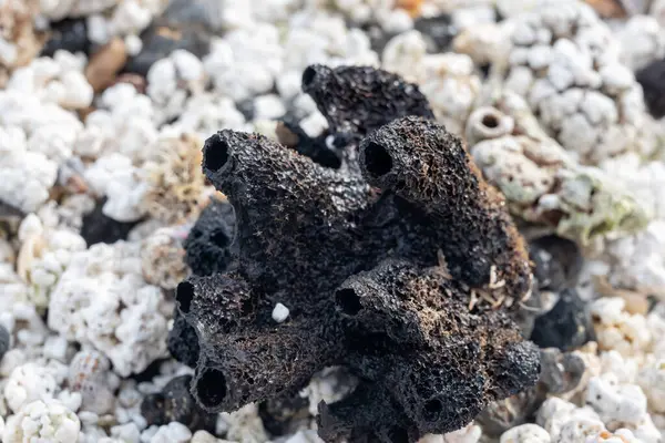 Beyaz patlamış mısır şekilli mercanlar ve deniz kabukları Corralejo, Fuerteventura, Kanarya adaları, İspanya 'da beyaz mercan plajlarında, kışın gidilecek yer