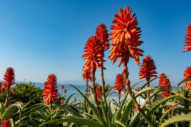 Aloe vera çiftliği, aloe vera ekimi, ilaç, kozmetik ürünleri, cilt bakımı, pembe aloe çiçeği için kullanılan sağlıklı bitki.