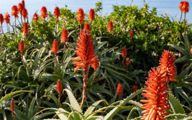Aloe vera çiftliği, aloe vera ekimi, ilaç, kozmetik ürünleri, cilt bakımı, pembe aloe çiçeği için kullanılan sağlıklı bitki.