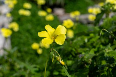 Ağaçlarla dolu kır manzarası, bahar mevsimi vahşi sarı çiçeklerle dolu.