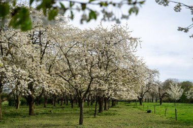 Bahar çiçekleri meyve bahçesinde, meyve bölgesi Betuwe, Hollanda 'da, doğa manzarası