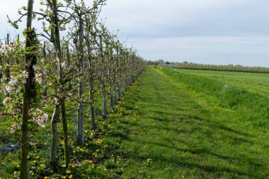 Bahar mevsiminde elma ağaçlarının pembe çiçekleri güneşli bir günde tarım bahçelerinde, Betuwe, Hollanda 'da tarım