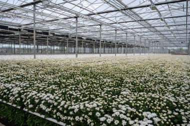 Beyaz Kasımpatı çiçekleri büyük Hollanda serasında büyür, dükkanlar için taze çiçekler ve dünya çapında açık arttırmalar, Hollanda 'dan çiçekler