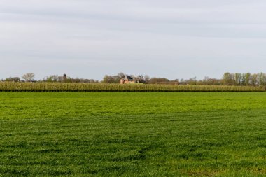 Hollanda kırsal kesiminde şato, elma ağaçları meyve bahçeleri ve yeşil çimenler, Hollanda baharı