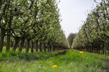 Hollanda 'da organik tarım, Gelderland, Betuwe' deki meyve bahçelerinde beyaz çiçek açan konferans armut ağaçları.