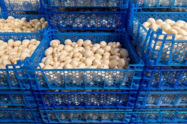 Hollanda 'daki organik çiftlikte taze beyaz şampiyonların yetiştirilmesi, Avrupa' da gıda endüstrisi, şampiyonların satışa hazır olduğu plastik kutular.