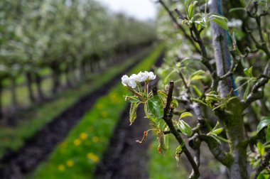 Hollanda 'da organik tarım, Gelderland, Betuwe' deki meyve bahçelerinde beyaz çiçek açan konferans armut ağaçları.