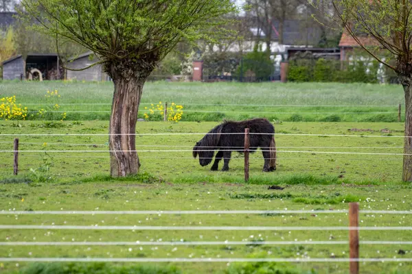 Yeşil otlaklı kırsal Hollanda manzarası, Gelderland 'da atlar ve çiftlikler, ilkbahar zamanı