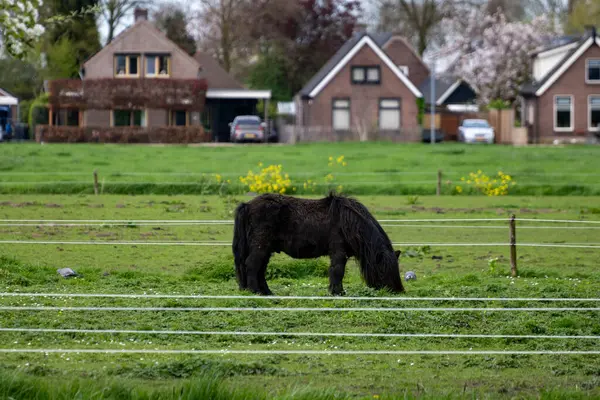 Yeşil otlaklı kırsal Hollanda manzarası, Gelderland 'da atlar ve çiftlikler, ilkbahar zamanı