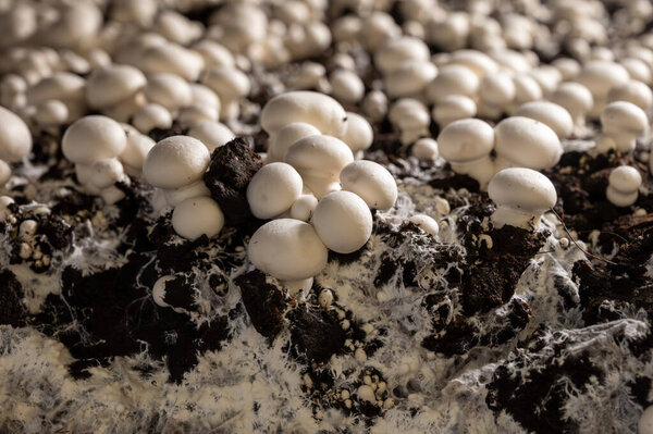 Growing of white champignons mushrooms, mycelium grow from compost into casing on organic farm in Netherlands, food industry in Europe, close up