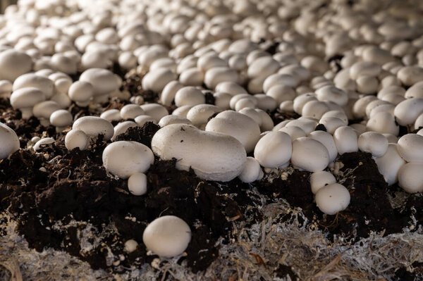 Growing of white champignons mushrooms, mycelium grow from compost into casing on organic farm in Netherlands, food industry in Europe, close up