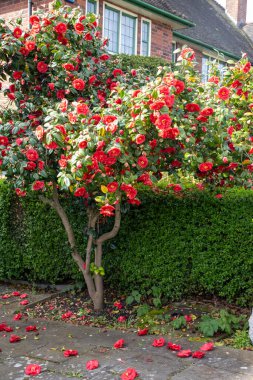 Big red flowers of Camellia shrub or tree, flowering plant growing in British garden in London, Hampstead, close up clipart
