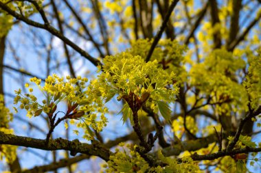 Acer platanoides, genellikle bahar çiçeklerinde Norveç akçaağacı olarak bilinir.