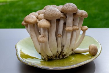 Doğu Asya 'ya özgü beyaz ve kahverengi shimeji mantarları, ona-shimeji yaygın olarak yetiştirilmiş ve umami tatma bileşikleri açısından zengindir.