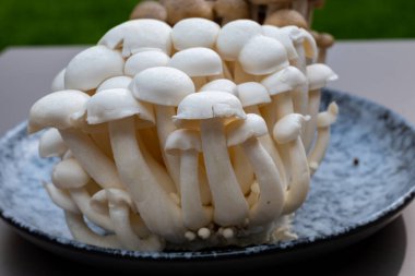 White and brown shimeji edible mushrooms native to East Asia, buna-shimeji is widely cultivated and rich in umami tasting compounds clipart