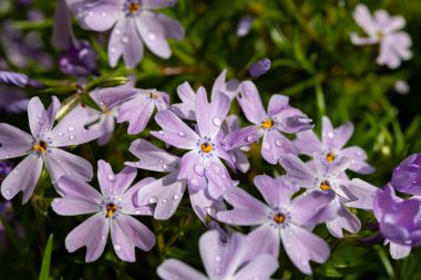 Zümrüt mavisi zümrüt çiçeği bahçede sürünen feniks subulata