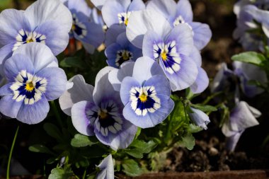 Açık mavi keman çiçekleri, bahçede bahar çiçekleri.