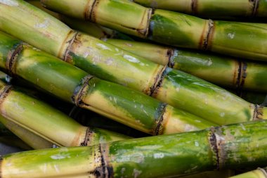 Londra 'daki Portobello Roan gıda pazarında tatlı suyu sıkmak için taze şeker kamışı kökleri.