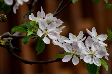 Nisan 'da meyve bahçesinde elma ağaçları, Belçika' da meyve bölgesi Haspengouw, kapatın.