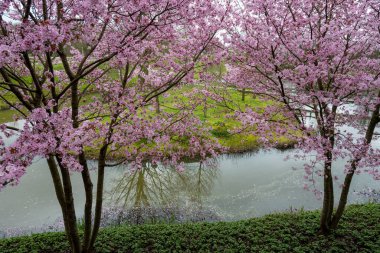 Japonya 'da bahar çiçekleri pembe sakura kiraz ağacı, pembe yapraklar gölet suyuna düşer, özgürlükleri yansıtır.