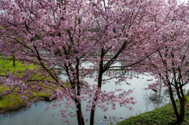 Japonya 'da bahar çiçekleri pembe sakura kiraz ağacı, pembe yapraklar göl suyuna düşer, özgürlüklerin yansıması, arka planda tahta köprü