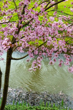 Japonya 'da bahar çiçekleri pembe sakura kiraz ağacı, pembe yapraklar gölet suyuna düşer, özgürlükleri yansıtır.