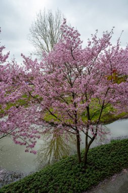 Japonya 'da bahar çiçekleri pembe sakura kiraz ağacı, pembe yapraklar gölet suyuna düşer, özgürlükleri yansıtır.