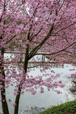 Japonya 'da bahar çiçekleri pembe sakura kiraz ağacı, pembe yapraklar göl suyuna düşer, özgürlüklerin yansıması, arka planda tahta köprü