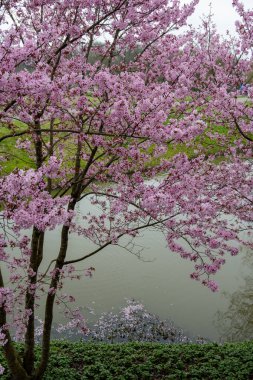 Japonya 'da bahar çiçekleri pembe sakura kiraz ağacı, pembe yapraklar gölet suyuna düşer, özgürlükleri yansıtır.